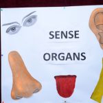 Sense organs